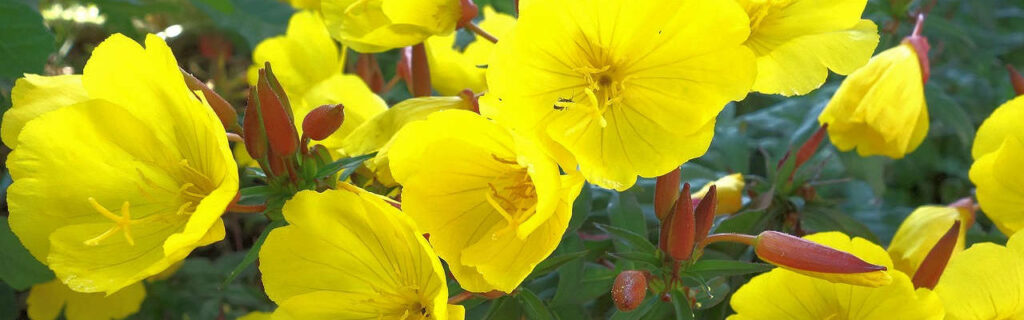 Netzwerk - Nachtkerzen Blüten